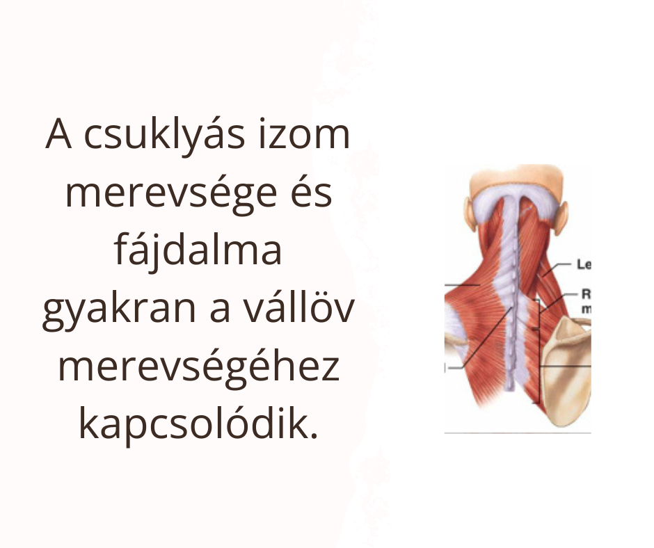A csuklyásizom fájdalma sokszor a vállöv merevségéhez kapcsolódik
